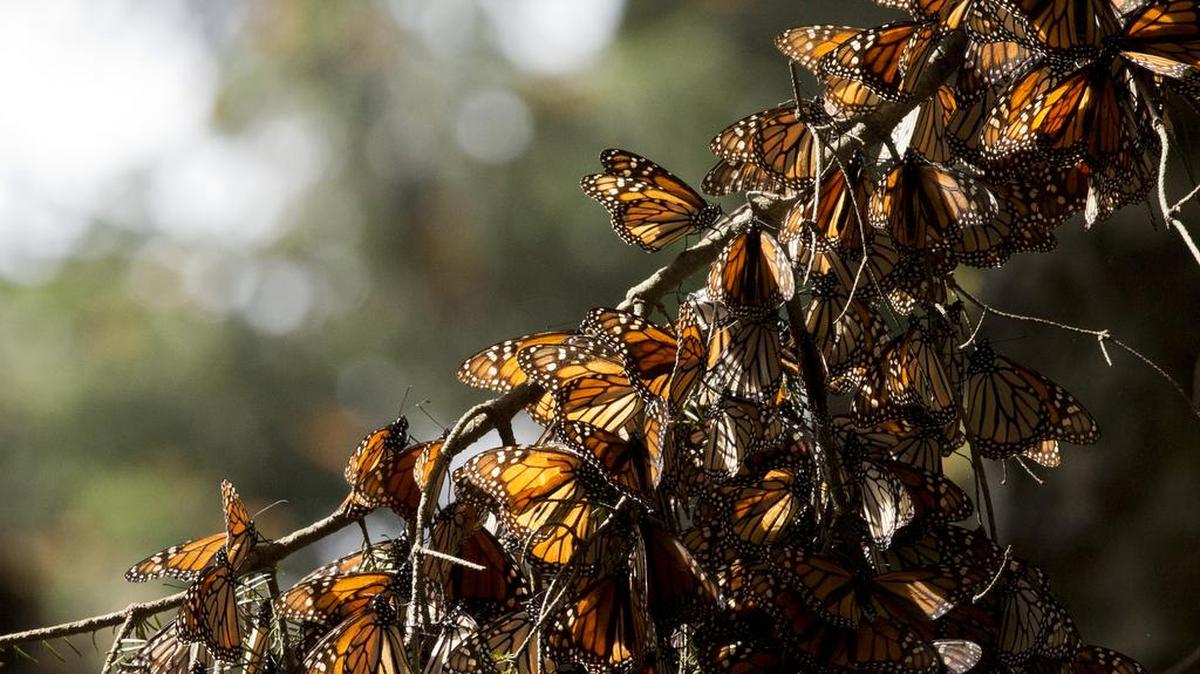 Monarch butterflies hang from a tree branch in the Piedra Herrada sanctuary near Valle de Bravo, Mexico, on Jan. 4, 2015. Authorities said Friday, March 11, 2016, the monarch butterflies that winter in the mountains west of Mexico City have survived a cold snap that hit the area.