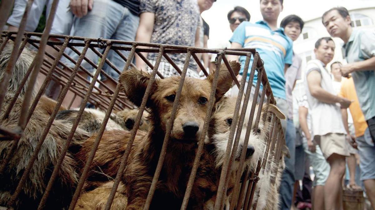 Dogs in cages are sold by vendors at a market during a dog meat festival in Yulin in south China’s Guangxi Zhuang Autonomous Region. Animal rights activists are seeking to shut down an annual summer dog meat festival in southern China, which they call extreme cruelty to canines.