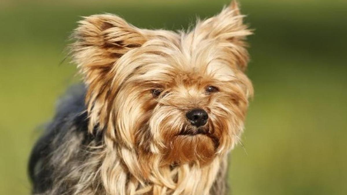 Jack was something of a British animal celebrity. If you convert dog years to human years, as the UK media did when celebrating the dog’s jubilee, Jack was the equivalent of 117 years old in people years.