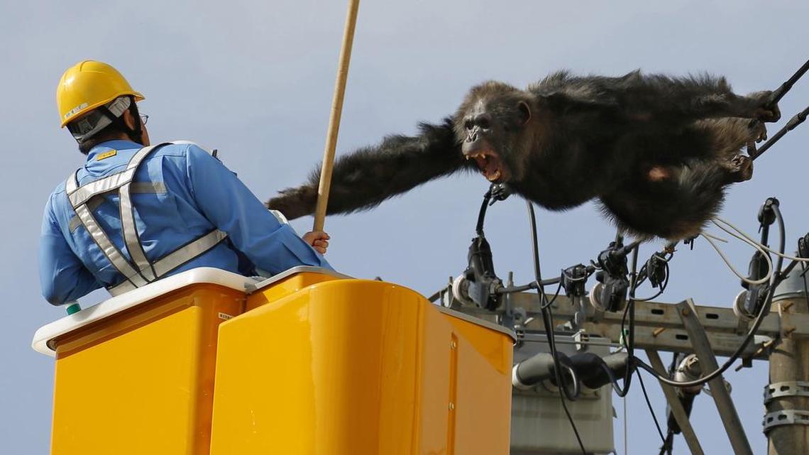 Chacha, a male chimp, screams at a worker in Sendai, northern Japan, on Thursday after fleeing from a zoo. The chimpanzee tried desperately to avoid being captured by climbing an electric pole. Chacha was on the loose nearly two hours Thursday after it disappeared from the Yagiyama Zoological Park in Sendai.