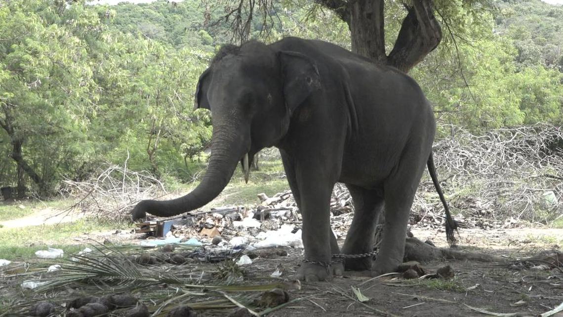 Elephant dubbed Rambo but also called by his nickname Golf is chained to a tree on the resort island of Samui, Surat Thani Province, Thailand, Tuesday, Feb. 2, 2016.