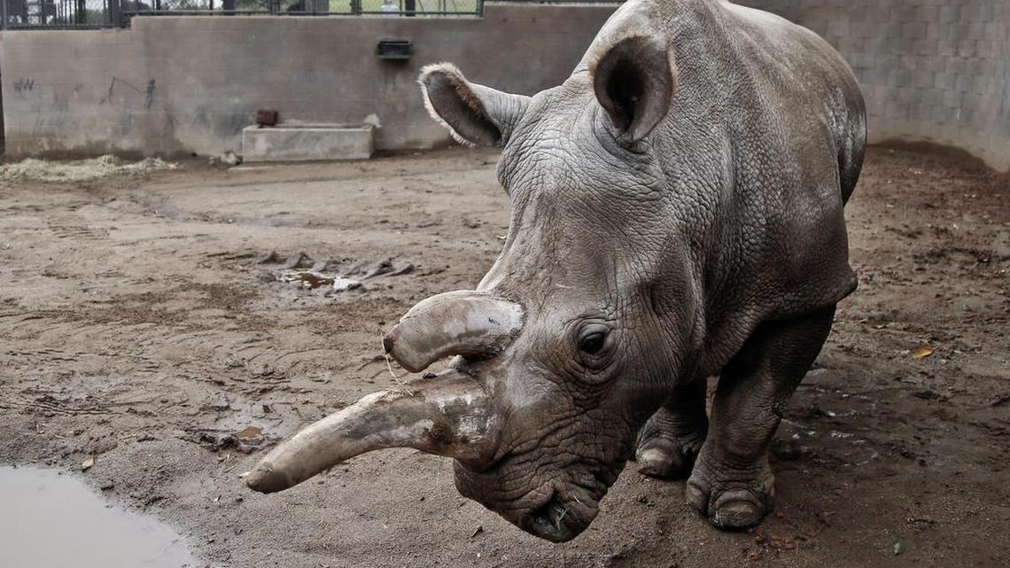 Nola, a northern white rhinoceros, shown in her enclosure at the San Diego Zoo Safari Park in Escondido, Calif., in 2014, was euthanized early Sunday as she was suffering from a number of old-age ailments, including arthritis, and had also been treated for a recurring abscess on her hip. Her death leaves only three other known northern white rhinos in the world, all elderly.