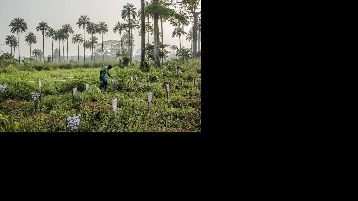 
Joseph S. Gbembo at a cemetery for Ebola victims where his mother and three other relatives are buried, in Foya, Liberia, on Dec. 16, 2014. The Gbembos lost 17 family members to Ebola. For a fleeting moment last spring, the epidemic sweeping West Africa might have been stopped. But the opportunity to control the virus, which has now caused more than 7,800 deaths, was lost.
