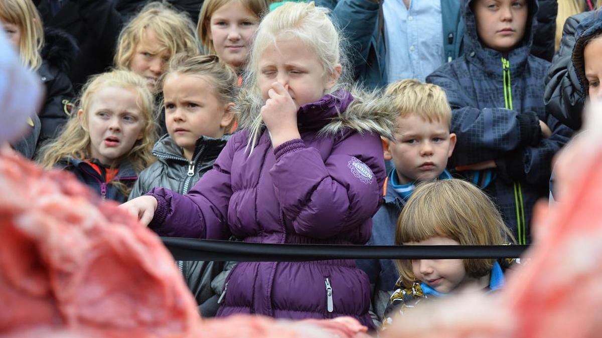 
Children reacts to the dissection of a male lion in Odense Zoo, Denmark, Thursday, Oct 15, 2015. 
