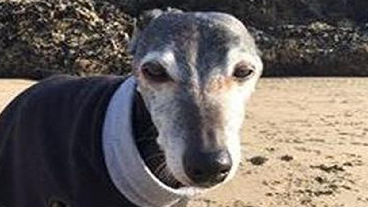 A British dog named Walnut was surrounded by the love of hundreds of strangers before he took his last breath.