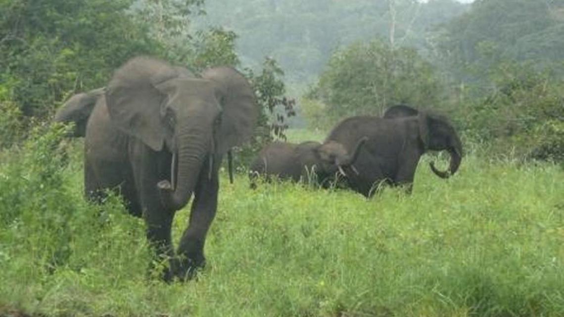Forest elephants in Gabon’s Minkébé National Park.