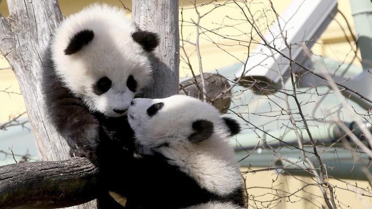 Pandas, unlike other bears cannot slumber through the winter.