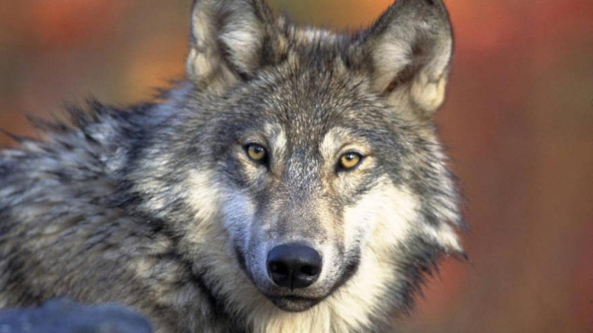 Where in the world ancient gray wolves morphed into early humans’ best friends has long been the subject of scientific debate. Some argue it happened in Asia. Others think it happened in Europe. A new study says both may be right.