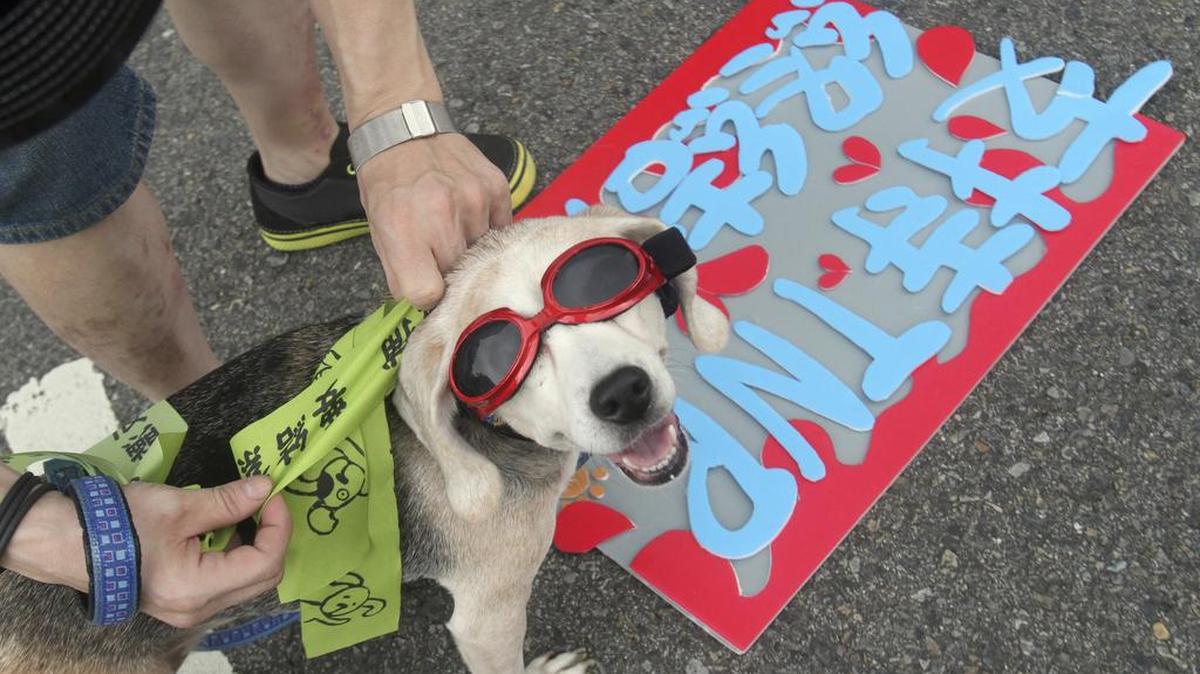 An animal rights activist puts a protesting banner on his pet dog as he prepares to attend a rally to raise awareness for animal rights, in Taipei, Taiwan, Saturday, May 10, 2014. The placard reads: "Support TNR (Trap-Neuter-Return)."