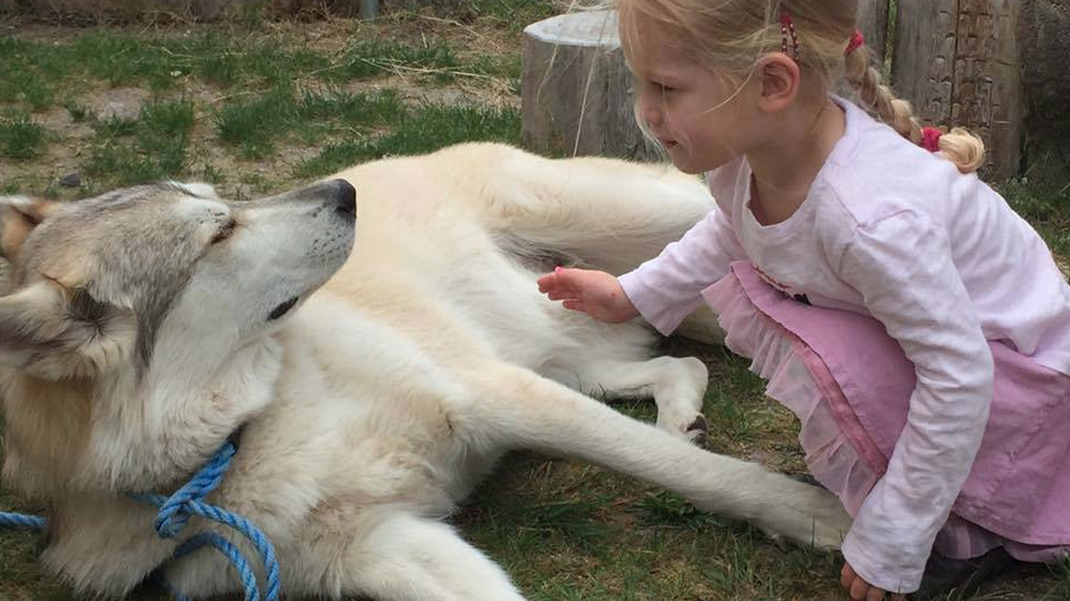 The 4-year-old dog, Kaoru, worked with children with autism and people with emotional problems as a therapy dog at Canine Valley, a rehabilitation center.
