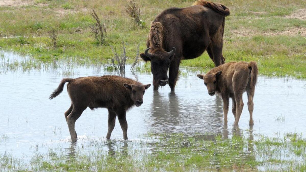 Suspected poachers attacked a European bison herd on a Spanish reserve last week, poisoning several of the animals and killing its largest male. In this file photo, two European bison stand in a wildlife park in Germany west of Berlin.