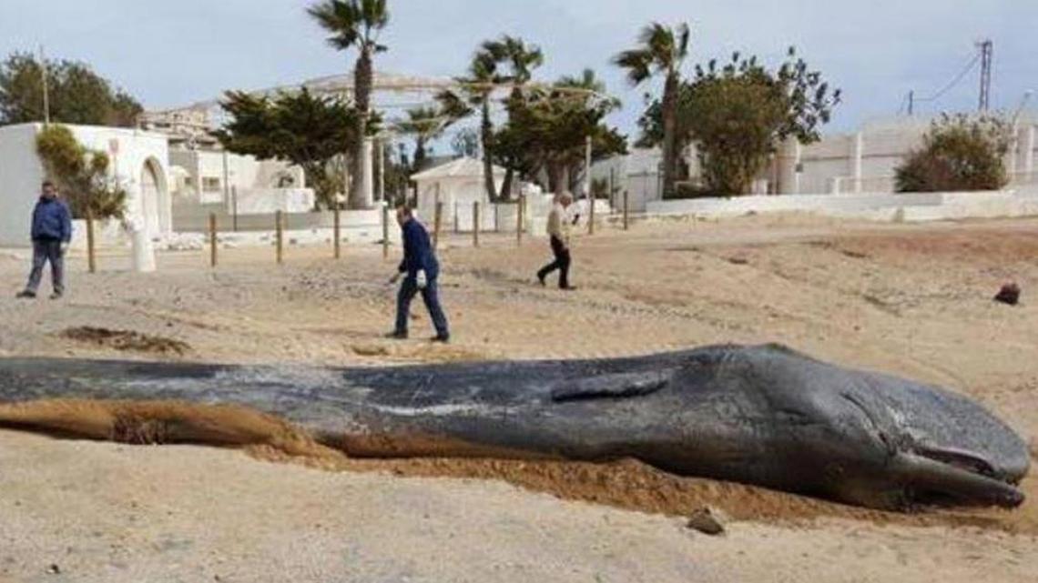 A sperm whale found dead on a Spanish beach in February had eaten more than 64 pounds of plastic litter, marine experts say.