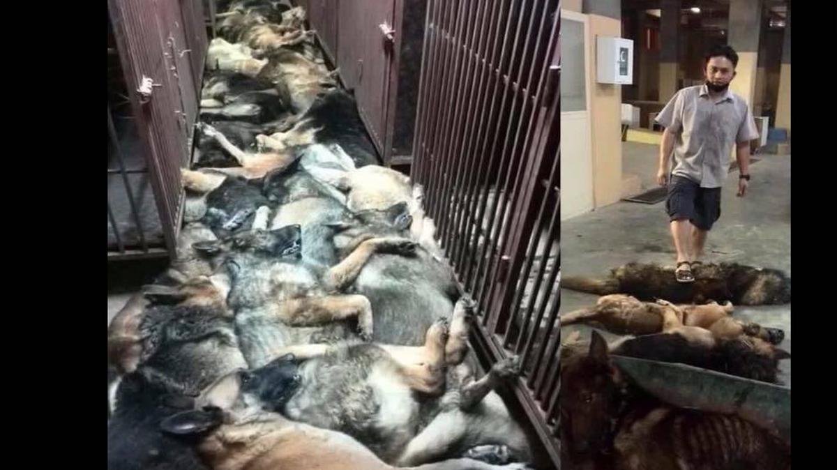 A Facebook photo shows the bodies of between 24 and 40 dogs piled on top of one another after they were reportedly euthanized due to a contract falling through.