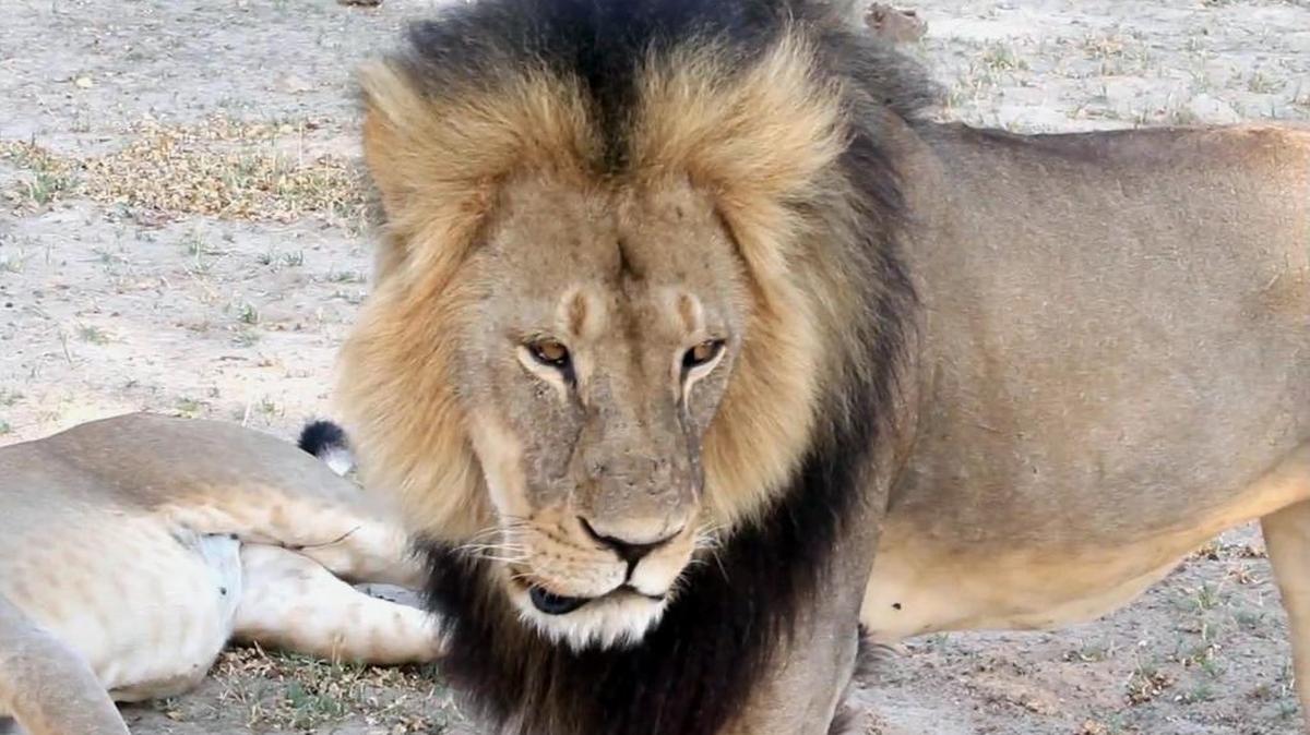 
In this image takem from a November 2012 video made available by Paula French, a well-known, protected lion known as Cecil strolls around in Hwange National Park, in Hwange, Zimbabwe. The group that originally reported that Cecil’s brother, Jericho, had been killed now says it was a case of mistaken identity, and that Jericho has adopted Cecil’s cubs.
