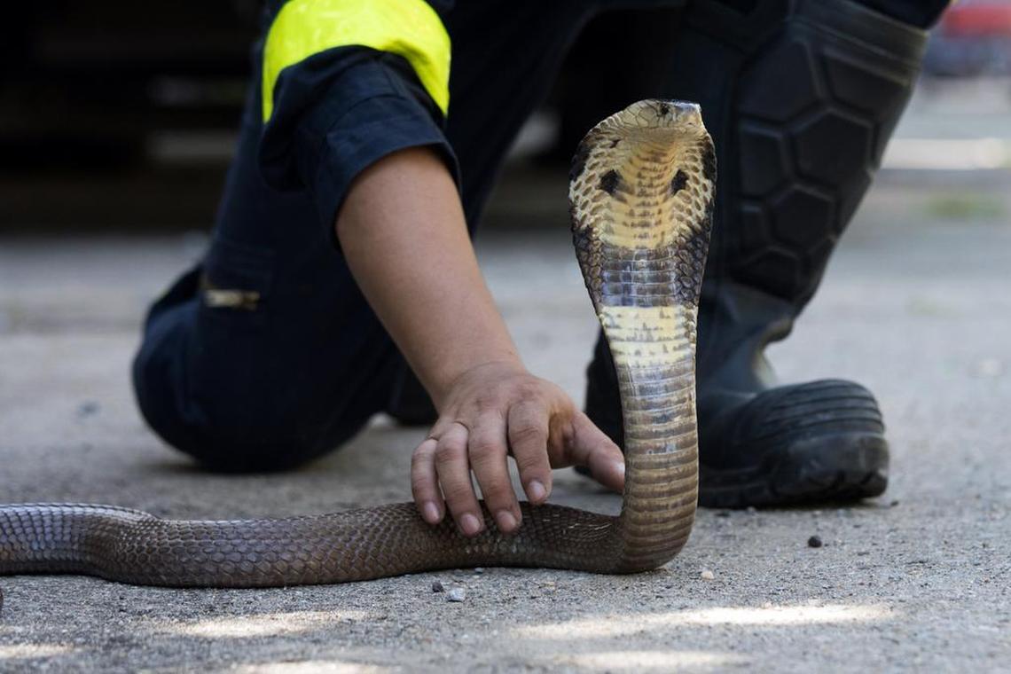 Surapong Suebchai, a firefighter and snake handling trainer, demonstrates how to capture a king cobra at a fire station in Bangkok on Nov. 23, 2017. As the sprawling city of more than 8.2 million people continues to expand into formerly wild lands, the number of snake encounters is rising.
