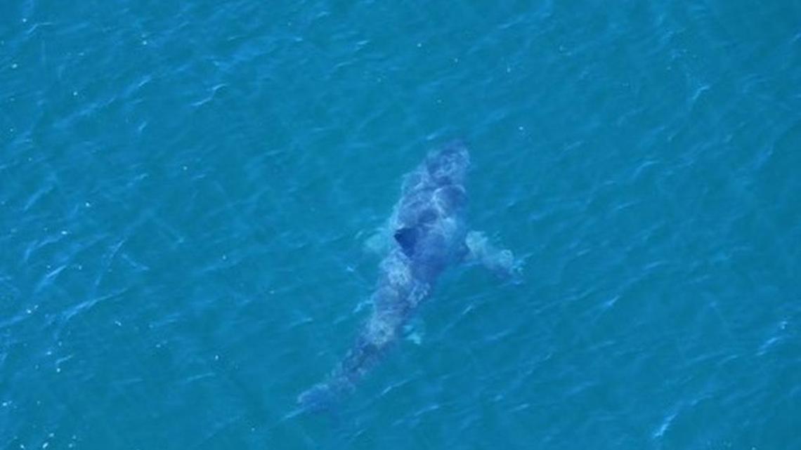 This shark was spotted at Ballina’s Lighthouse Beach in Australia after a teenager was attacked.