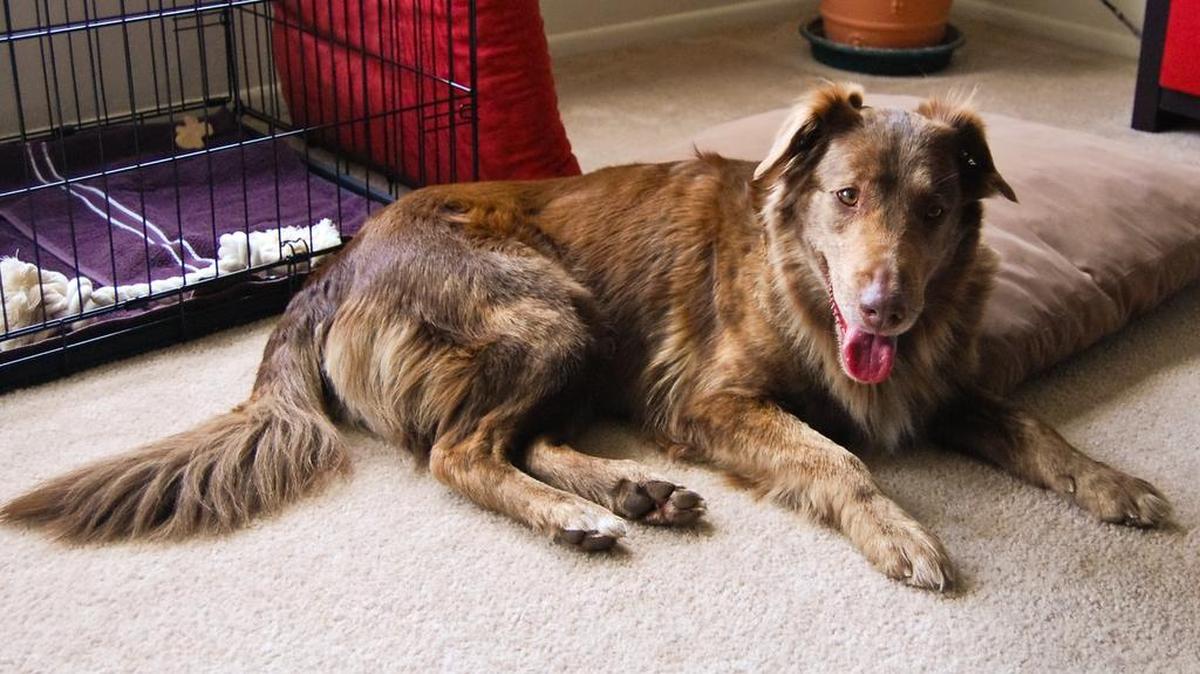 Advocates argue that pets need time to adjust to their new homes.