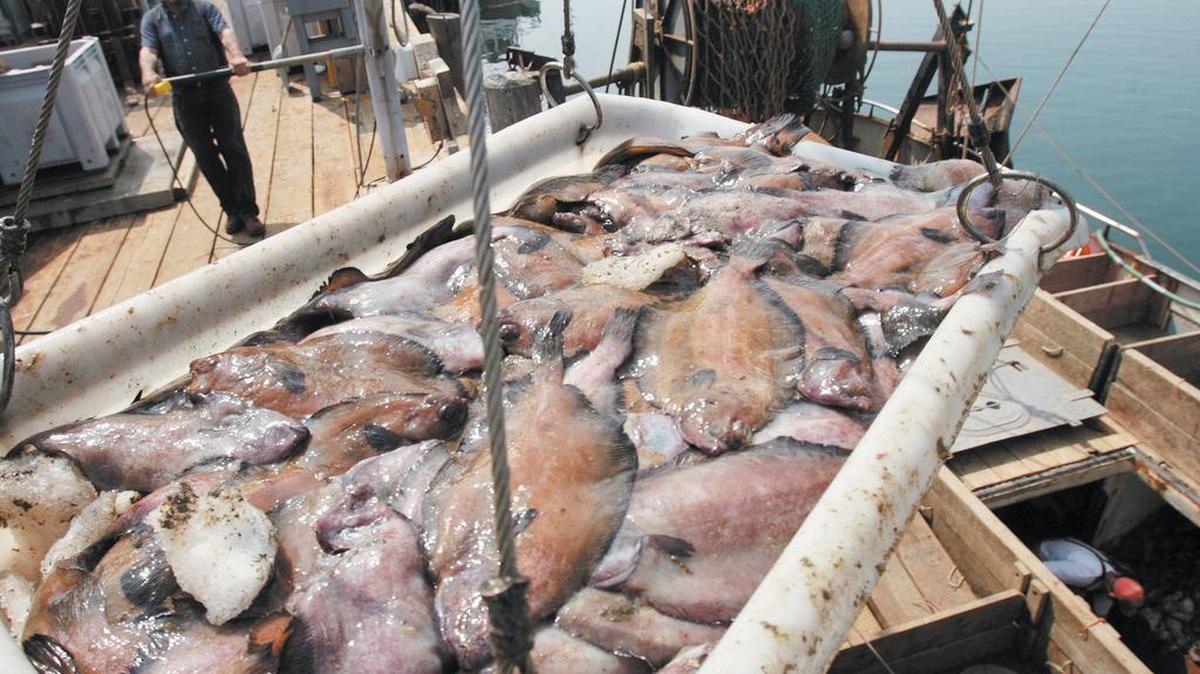 Dover sole is a popular fish for eating. It’s not so good for trying to swallow whole.