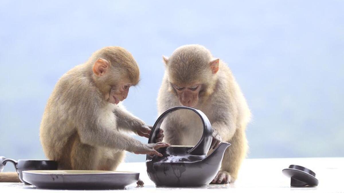 In this photo taken Sunday, March 19, 2017, two macaques dip their hands into a teapot on the balcony of a hotel in Danang, Vietnam.