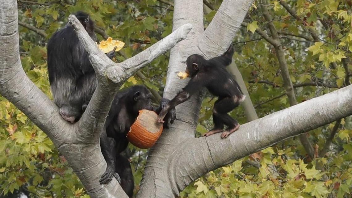 Scientists at the Leiden University in the Netherlands have discovered that chimps can recognize each other by their butts the way humans recall faces.