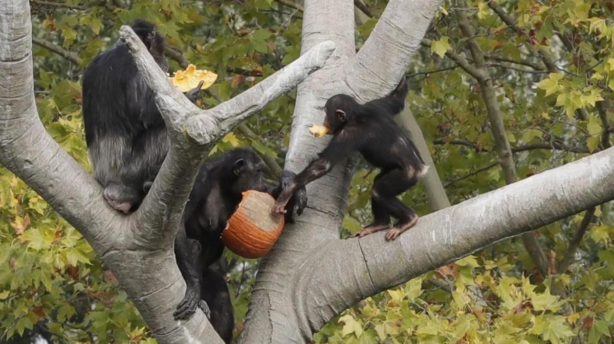 Scientists at the Leiden University in the Netherlands have discovered that chimps can recognize each other by their butts the way humans recall faces.