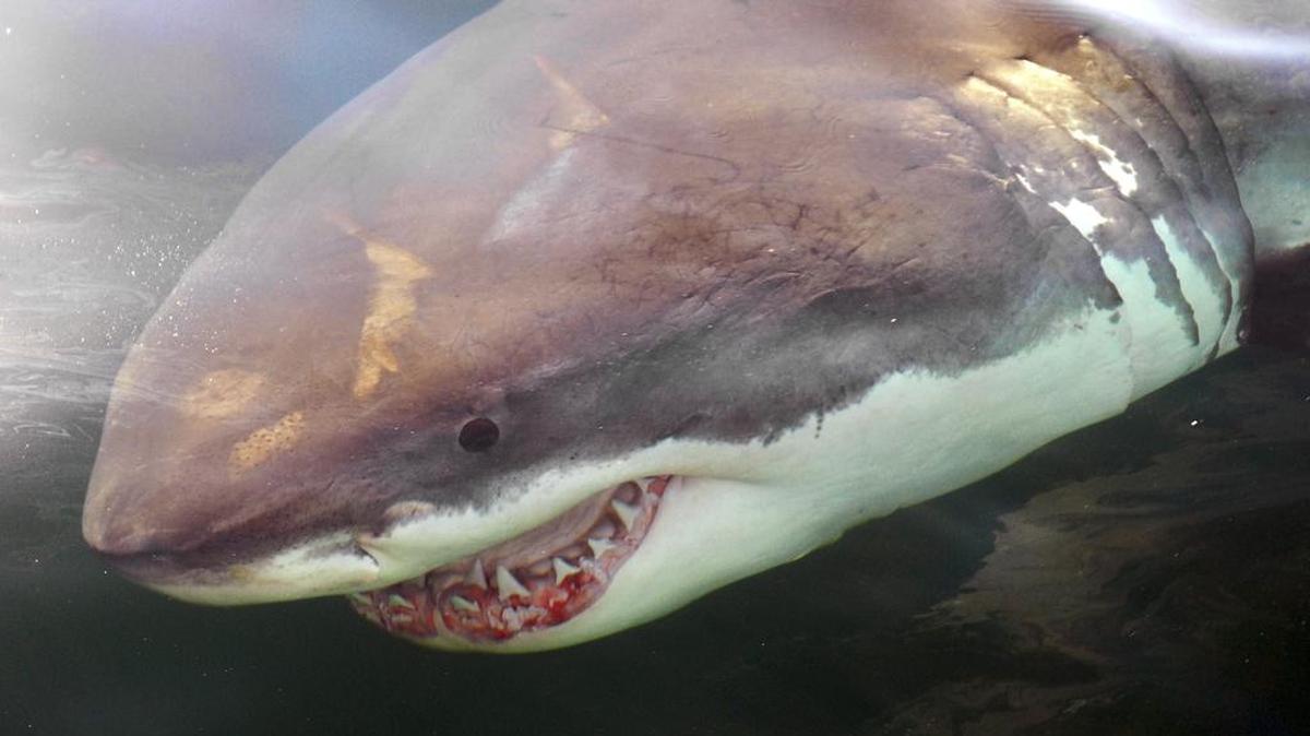 A professional surfer was mauled by a shark off the Australian east coast on Wednesday evening, officials said. Experts are trying to determine whether the shark was a great white, like the one above, or another species.