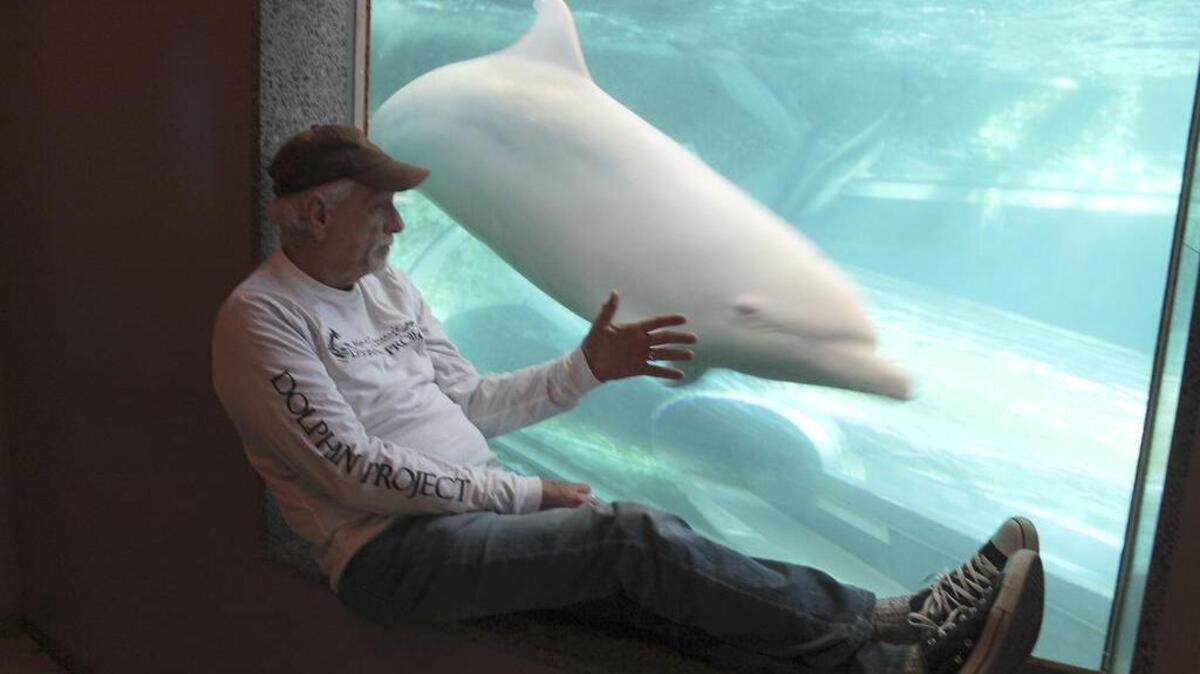 Ric O'Barry checks the status of Angel the dolphin at the Taiji Whale Museum in Taiji, Wakayama prefecture, western Japan.Japan has ordered the deportation of the star of the Oscar-winning documentary "The Cove," about a dolphin-killing village in Japan. O'Barry was detained upon arrival Monday at Tokyo's Narita international airport. Japanese authorities decided Friday to turn down his appeal to get into the country, according to his son.