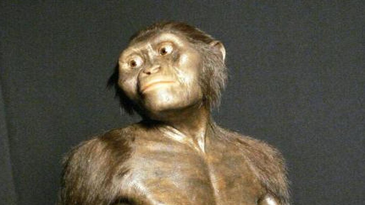 A three-dimensional model of the early human ancestor, Australopithecus afarensis, known as Lucy, on display at the Houston Museum of Natural Science. It's a scientific estimation of what Lucy may have looked like in life. A new study found that Lucy’s upper limb strength was intermediate between humans and chimps, but a bit closer to the chimp side. This suggests that she used her upper limbs significantly more than we do, although not as much as chimpanzees, which frequently climb trees.