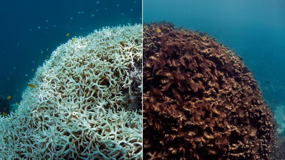 A before and after image of coral bleaching and later dying in March / May 2016, at Lizard Island on the Great Barrier Reef, captured by the XL Catlin Seaview Survey.