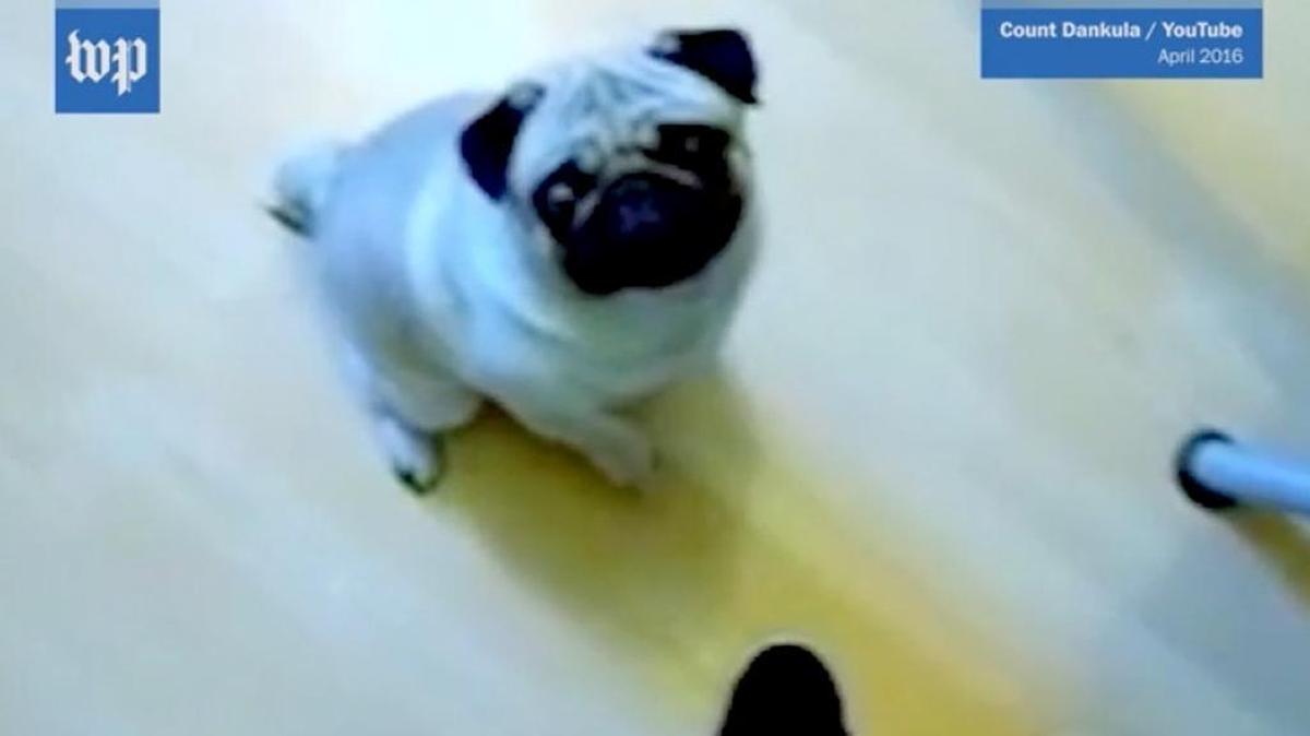 Mark Meechan was convicted of a hate crime in Scotland after training this dog to do a Nazi salute and then posting a video of it.