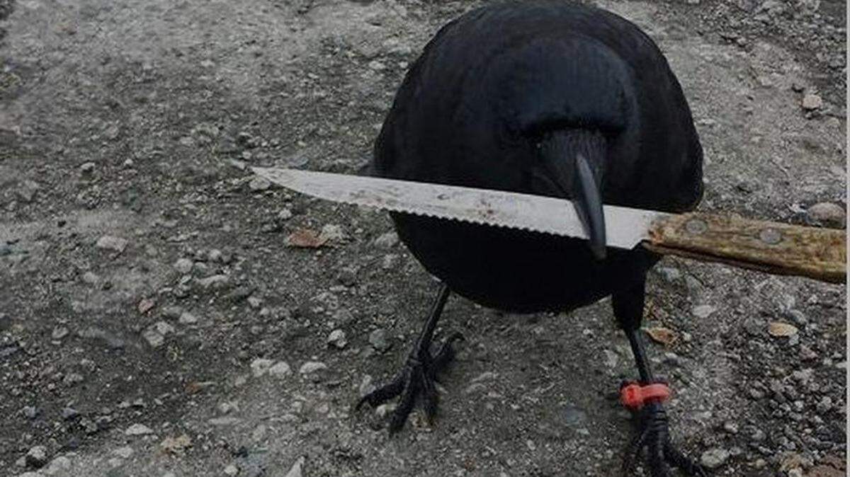 Canuck the crow, pictured in January with a knife. The crow picked up a different knife at a tense crime scene this week.