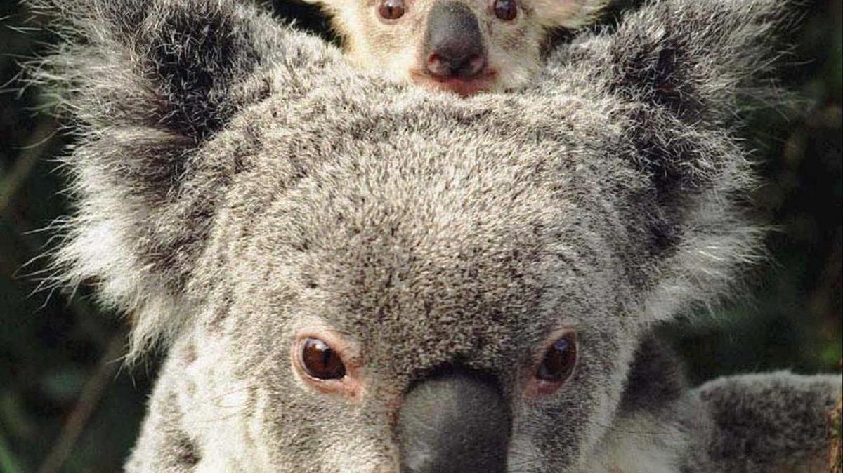 Dimple, a 9-month-old koala joey, rides atop his adopted mother, Gizmo, at Australian Wildlife Park, in Sydney, Tuesday, September 3, 1996.