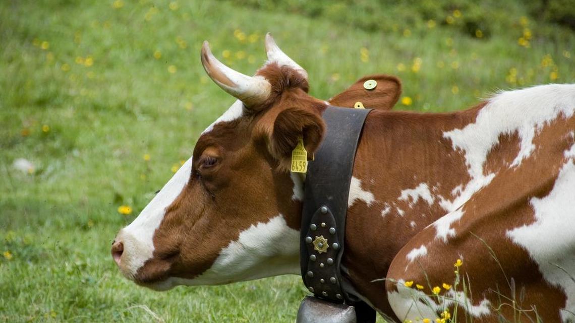 A Swiss resident was denied citizenship because of her activism against the bells many Swiss cows wear.