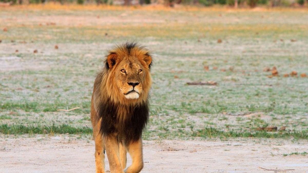 
Cecil the lion roams on the plains in Hwange National Park on Nov. 18, 2012, in Zimbabwe. In July 2015, American dentist Walter James Palmer killed Cecil the lion with a bow and arrow during an illegal hunt in Zimbabwe. The country wants him extradited to face charges.
