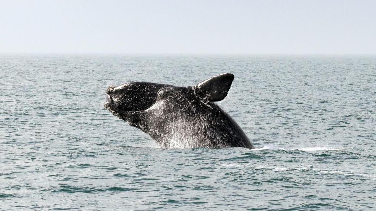 The North Atlantic right whale is one of the most endangered of all large whales, with only an estimated 500 left, according to conservationists.