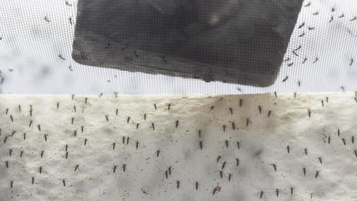 Genetically modified mosquitos in reproduction cages at Oxitex, a biotech company in Campinas, Brazil, Jan. 29, 2016. Genetically engineered to pass on a lethal gene to their offspring, these mosquitos may reduce reduce overall populations by 80 percent or more. They could become a key weapon in what has abruptly become a pressing battle against the Zika virus. (Cristiano Burmester/The New York Times)
