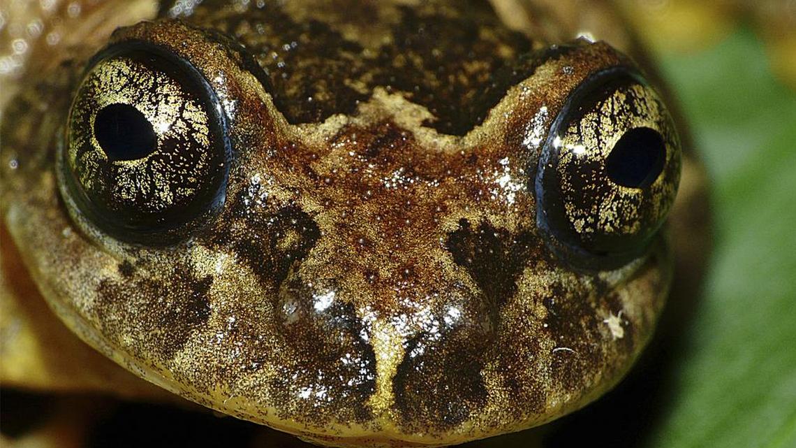 A Frankixalus jerdonii, belonging to a newly found genus of frogs. The frogs live high in the forest canopies of northeastern Indian jungles. Females have unique breeding habits, tending to their tadpoles by laying extra eggs for them to eat.