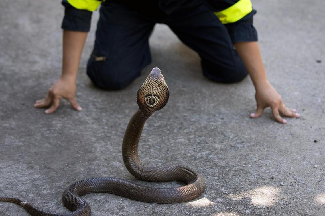 Surapong Suebchai, a firefighter and snake handling trainer, demonstrates how to capture a king cobra at a fire station in Bangkok on Nov. 23, 2017. As the sprawling city of more than 8.2 million people continues to expand into formerly wild lands, the number of snake encounters is rising.