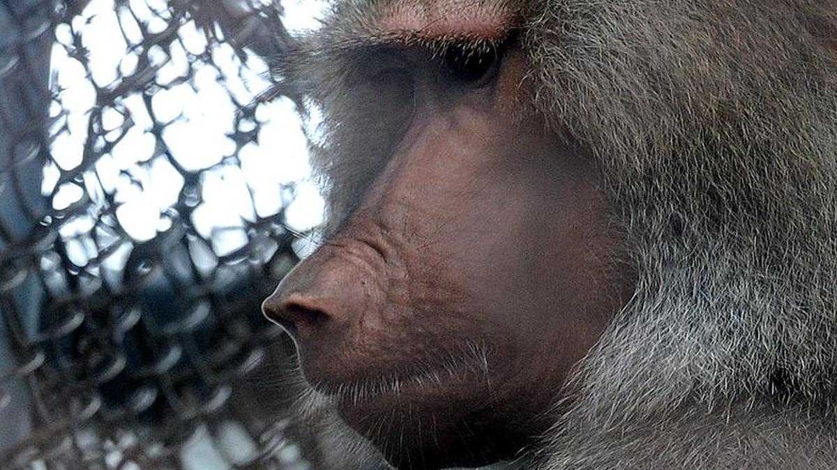 Baboon grunts and mating calls may hold secrets about human speech, according to a new study suggesting that the origins of human language could reach back as much as 25 million years.