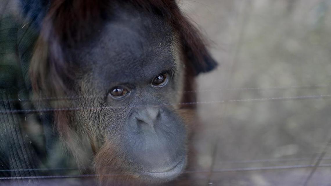 Sandra the orangutan sits in her enclosure at an eco-park, formerly the Palermo zoo, in Buenos Aires, Argentina. A new study shows apes may be almost as good as humans at anticipating behavior.