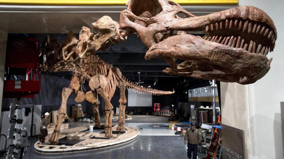 The head of the titanosaur sticks out into the hallway at the American Museum of Natural History in New York, Jan. 7, 2016. An international team of researchers says that had the asteroid that likely wiped out the dinosaurs slammed into the planet a few minutes earlier or later, the fabled reptiles could still be walking the Earth.