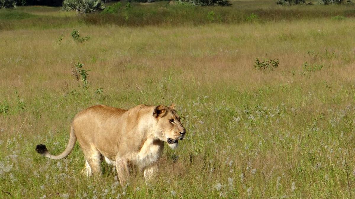 A lioness walks through tall grass at a South African game reserve in 2012. A pride of lions mauled and ate a poacher found Saturday at another nature preserve near Kruger National Park, according to authorities.