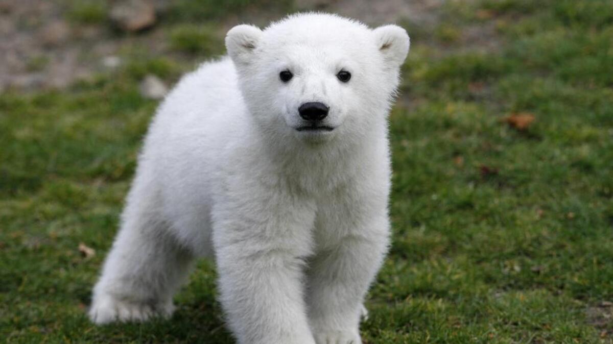 
In this March 23, 2007, file photo, Knut, a polar bear cub, has its first public appearance in the Berlin zoo. Scientists in Germany say they have finally figured out what killed Knut four years ago. Knut drowned after swelling of his brain caused him to collapse and fall into his enclosure’s pool at Berlin Zoo. In an article published Thursday Aug. 27, 2015, by the journal Nature Scientific Reports, researchers say Knut suffered from anti-NMDA receptor encephalitis. 
