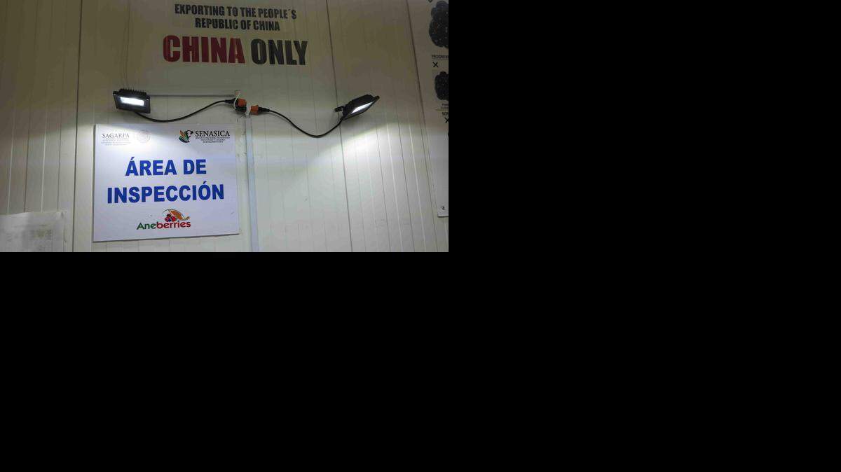 Signs in a refrigerated chamber at a Sunbelle berry packing facility in Mexico's Jalisco state note that the area is only to be used for processing berries exported to China. Photo taken Feb. 17, 2015, in Zapotiltic, Mexico.