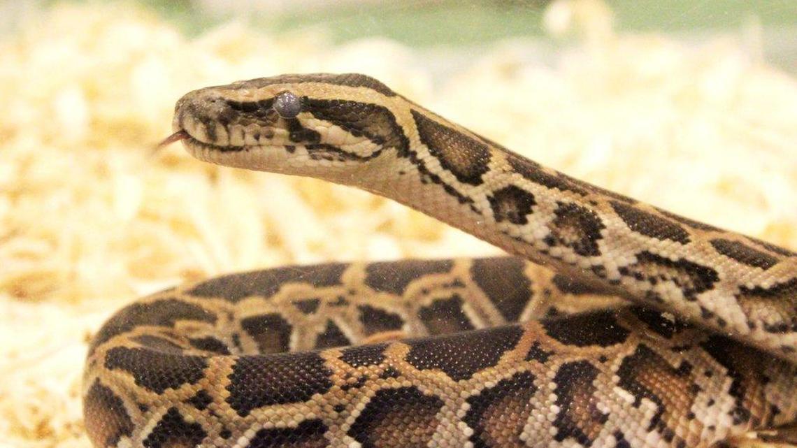 German police say they found a snake in the pants of a man they arrested. The snake in this photo is unrelated to the story.