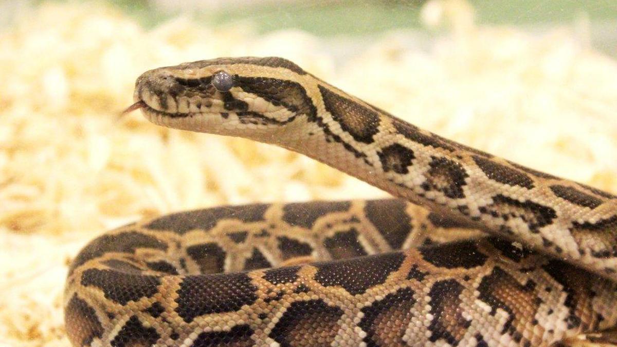 German police say they found a snake in the pants of a man they arrested. The snake in this photo is unrelated to the story.