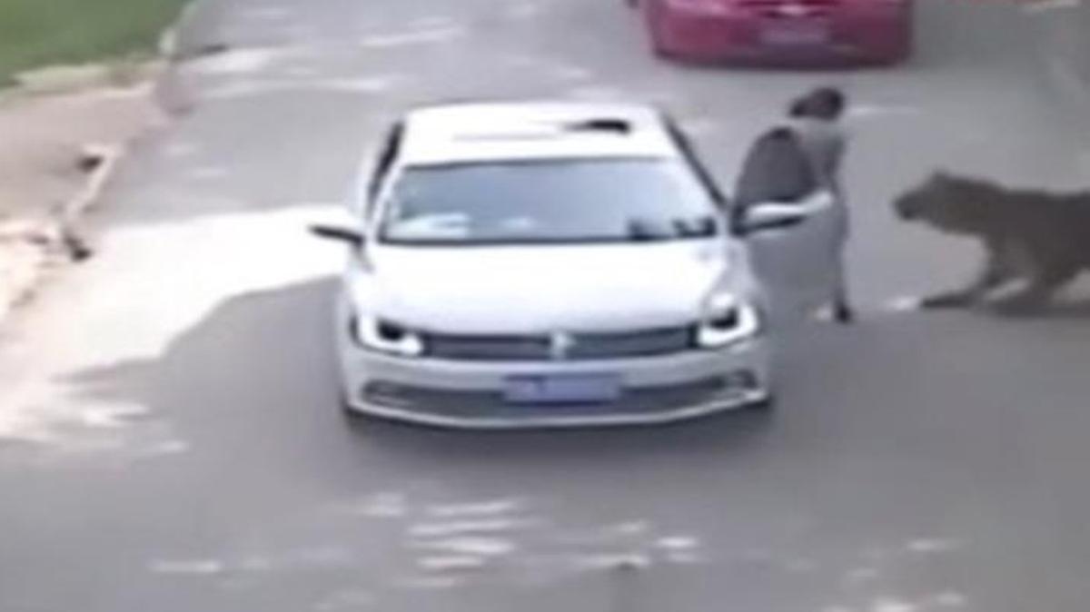 A tiger attack at Beijing Badaling Safari World in China was captured in a surveillance video.