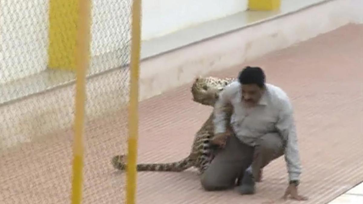 A leopard attacks a man at a school in Bangalore, India. Officials say the leopard wandered into the school in southern India and injured three people as it tried to escape. A crowd of onlookers watched the chase, which lasted several hours until forest workers shot the big cat with a tranquilizer dart on Sunday afternoon. Police say the three are being treated in a hospital.