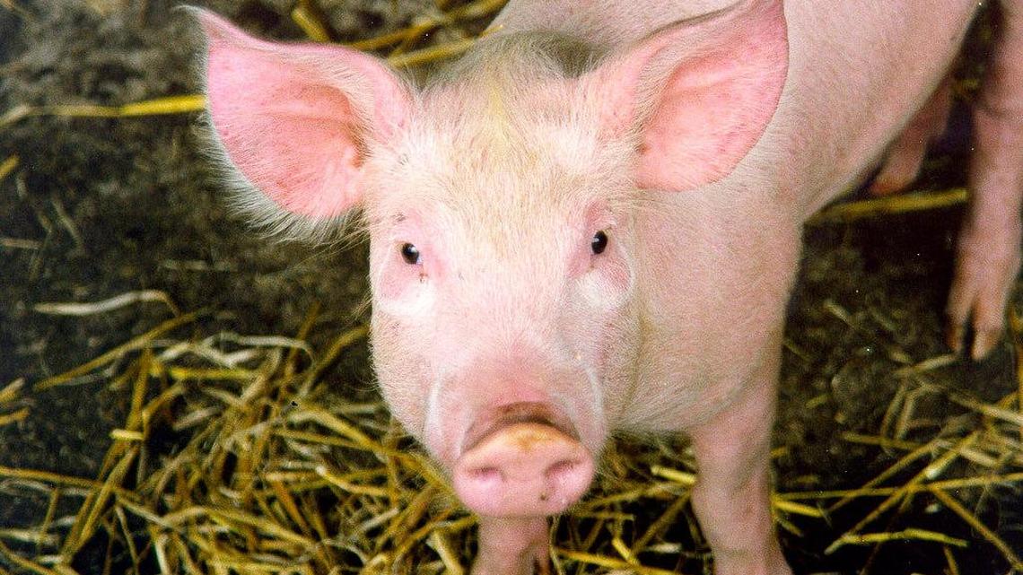 Firefighters in Wiltshire, England rescued 18 piglets and two sows from a barn that was going up in flames in February.