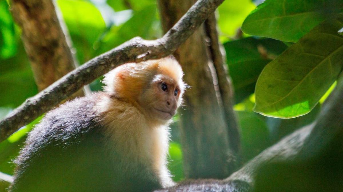 A capuchin monkey in Costa Rica. Scientists studying the stone-smashing habits of bearded capuchin monkeys in Brazil have found that the primates inadvertently produce stone flakes that look very similar to the flakes used as cutting tools by early humans, according to a new study published in the journal Nature.